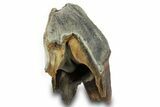 Fossil Woolly Rhino (Coelodonta) Tooth - Siberia #380740-1